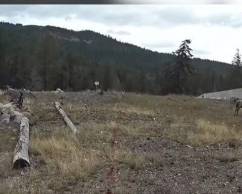 Washington implements new hunting rules to combat chronic wasting disease spread