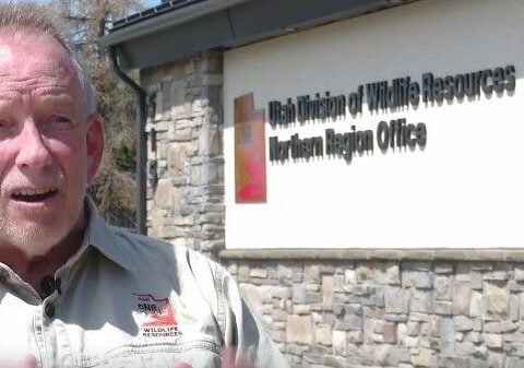 Young black bear euthanized after losing 'fear of people,' Utah wildlife officials say