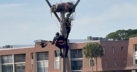 Osprey rescued from 30-foot nest after becoming tangled in nylon line in Florida