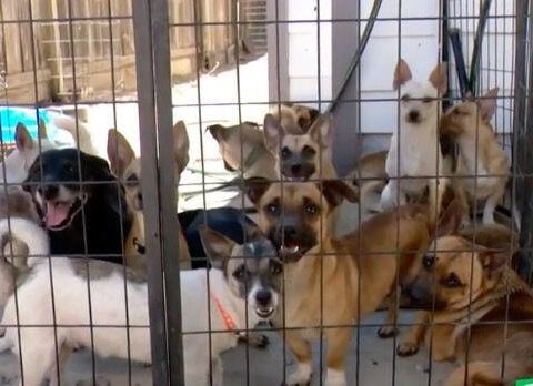 California man scrambling to find homes for late neighbors' 29 dogs