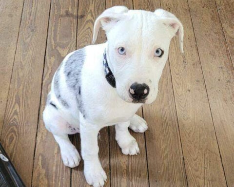 Jury finds New Orleans police officer who shot and killed puppy violated rights but has immunity