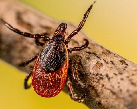 Ticks carry decades of history in each troublesome bite