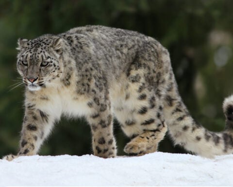 AI helps tell snow leopards apart, improving population counts for these majestic mountain predators