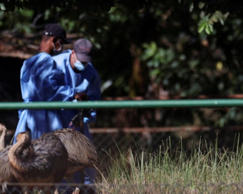 Brazil poised to declare itself bird flu 'free,' state official says