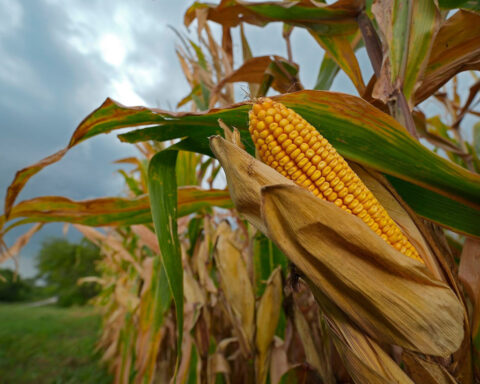 Children born now may live in a world where the US can only produce half as much of its key food crops