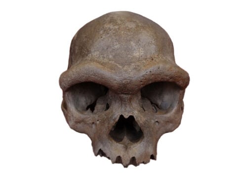 A skull found in a well defied classification. Now it could help unravel an evolutionary mystery