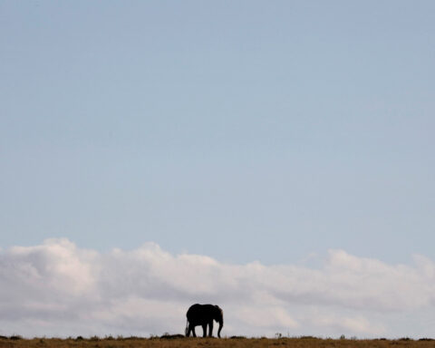 Humans adapted to diverse habitats before trekking out of Africa