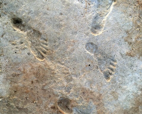 New research strengthens case for age of ancient New Mexico footprints