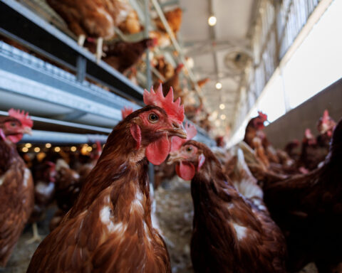 USDA develops potential plan to vaccinate poultry for bird flu
