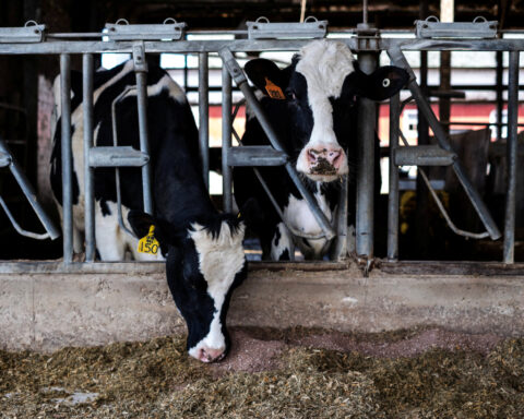 US AgTech capital drought continues, dairy and solar sectors offer bright spots