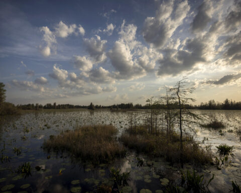Conservation group makes $60M land deal to end mining threat outside Okefenokee Swamp