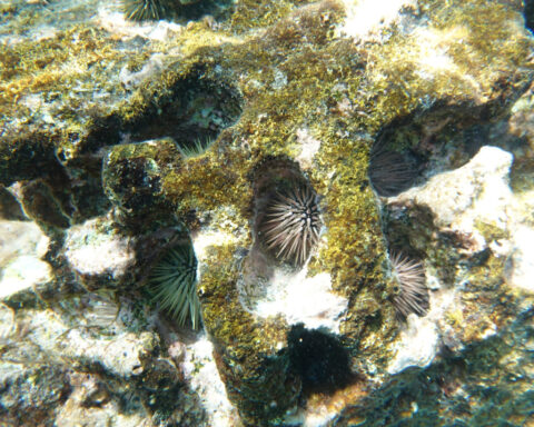 An explosion of sea urchins threatens to push coral reefs in Hawaii ‘past the point of recovery’