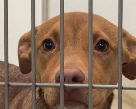 Pandemic-era puppies, kittens now filling San Francisco shelters beyond capacity