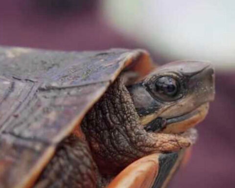 Man turns his reptile obsession into a cold-blooded wonderland