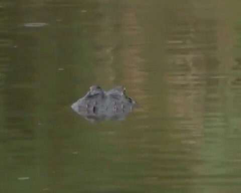 'Swam away with the victim': Report details 'thrashing gator' incident that left woman dead