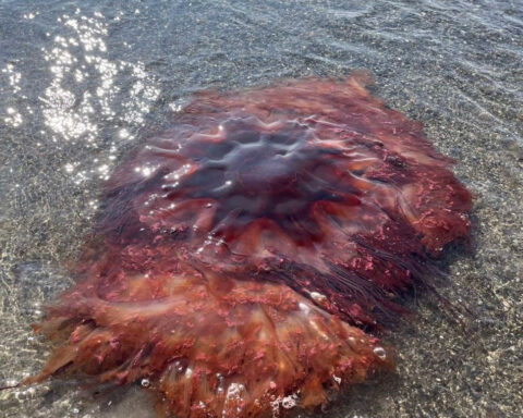 Don't touch: large jellyfish washes ashore in Maine