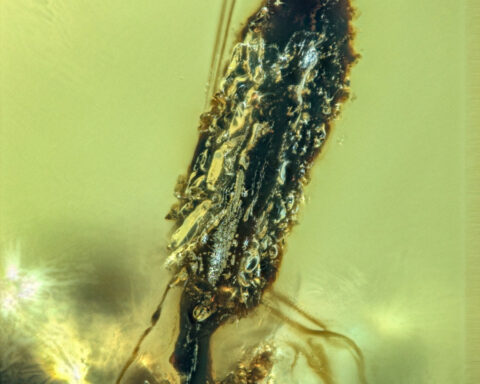 Stunning amber fossil reveals ‘Last of Us’-type fungus likely lived alongside dinosaurs