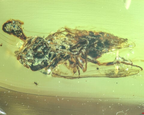 Zombie fungus-infected fly that likely lived among dinosaurs is preserved in amber