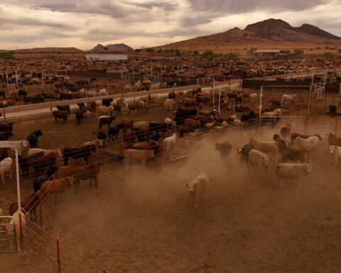 USDA announces phased reopening of Mexican cattle imports after screwworm closure