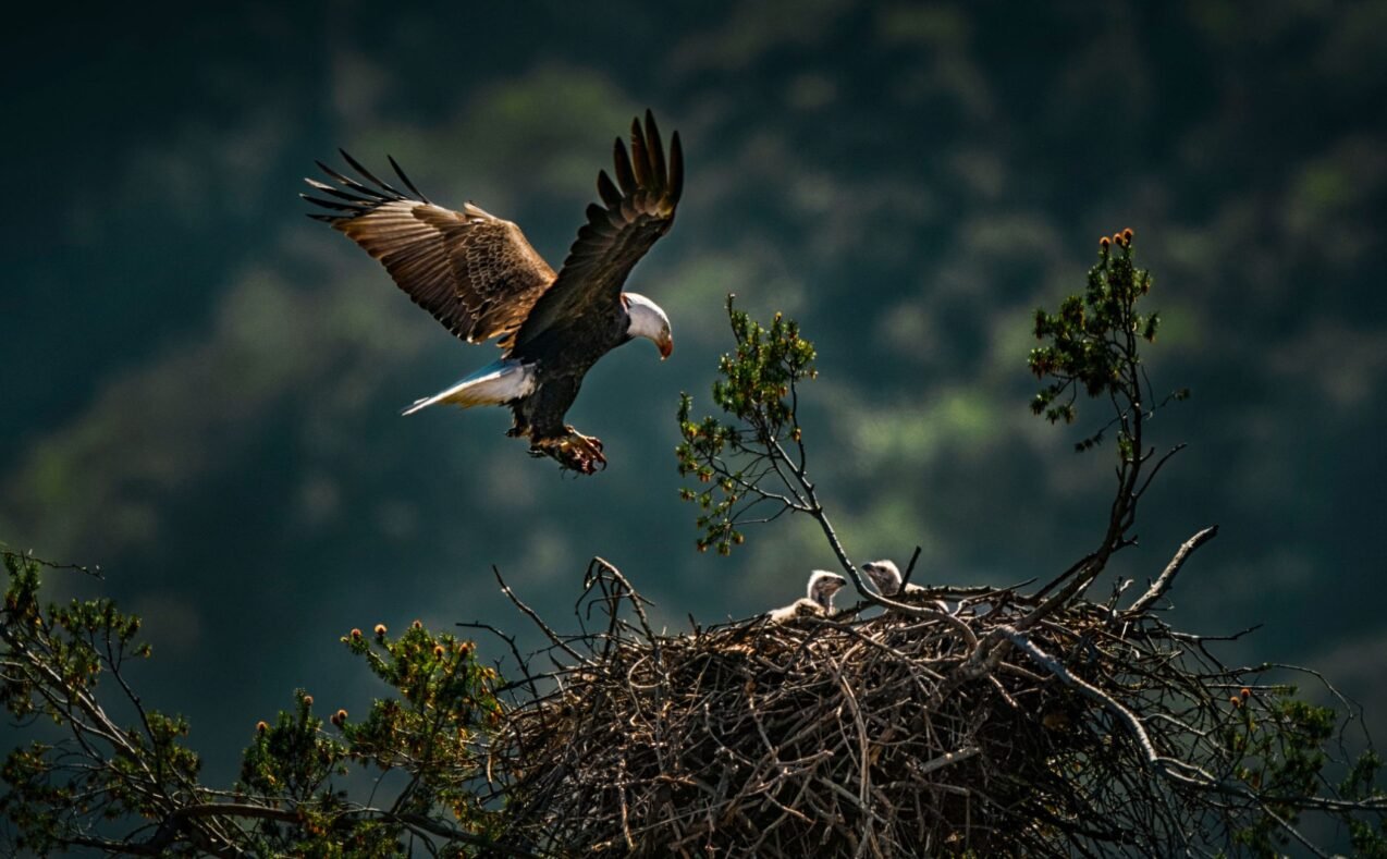 California Bald Eagles