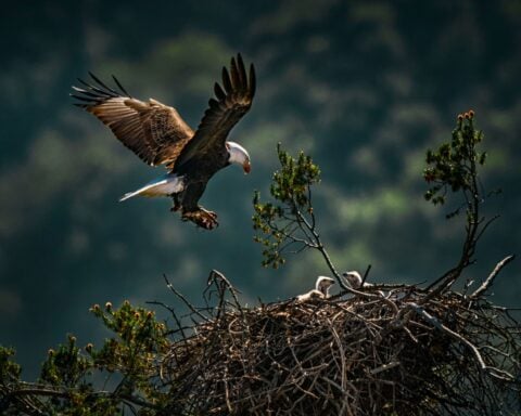 All eyes on Sunny as Big Bear eaglet takes her first flight