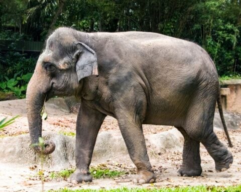 Is This Freedom? Aging Elephants Relocated, Not Released