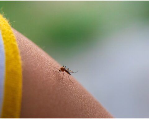 Can the world survive without mosquitoes and should we even try to find out?