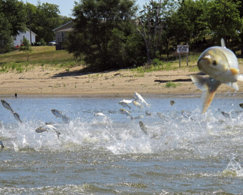 Invasive carp threaten the Great Lakes − and reveal a surprising twist in national politics