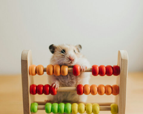 Humans and animals can both think logically − but testing what kind of logic they’re using is tricky