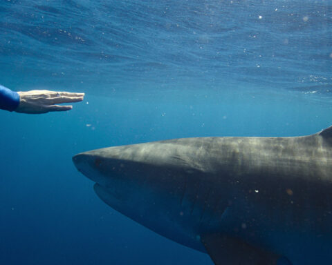 ‘Shark Whisperer’ is the latest controversial entertainment to swim into our shark obsession