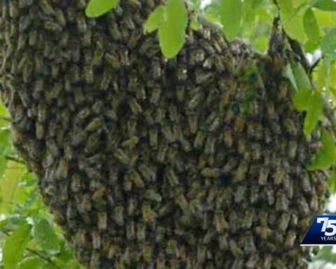 'We are treating this situation seriously': Feral swarm of 'killer bees' euthanized in Alabama