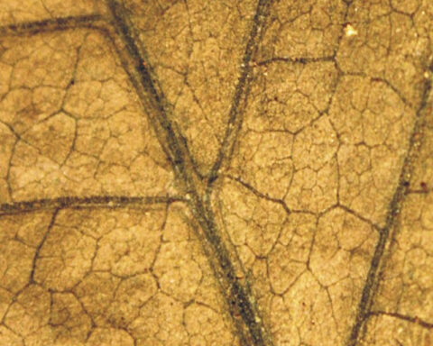 The ‘Great Dying’ wiped out 90% of life, then came 5 million years of lethal heat. New fossils explain why