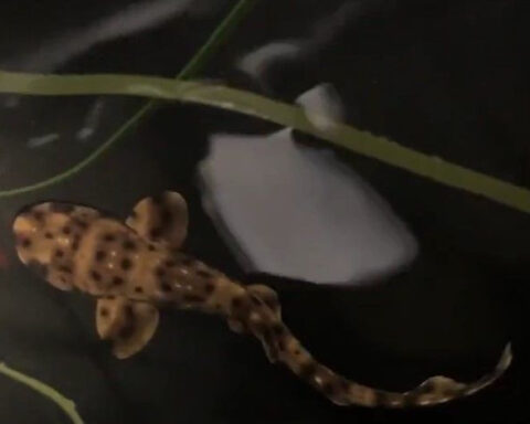 Meet Yoko: Rare baby shark born all on her own