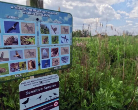 There's a salt marsh in Boston where you can see more than 200 species of birds