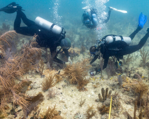 Scientists transplant crossbred corals to help save Miami's reefs from climate change