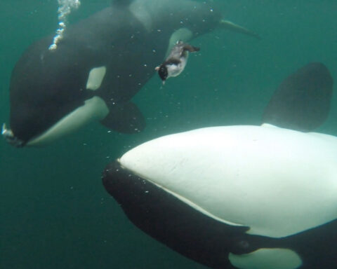 Orcas are bringing humans gifts of food – but why?