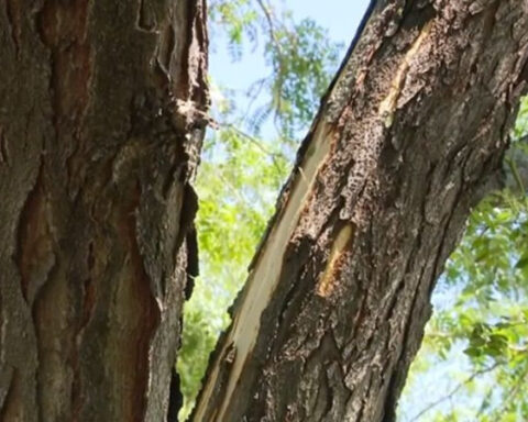 Lightning strike hits tree, causing gas leaks and a fire in a West Omaha neighborhood