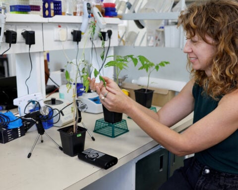 Israeli research finds that when plants talk, insects listen