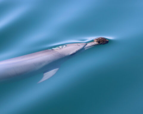 Some Australian dolphins use sponges to hunt fish, but it's harder than it looks
