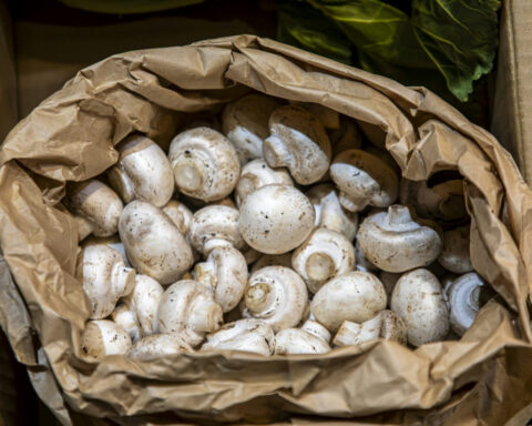 Examining mushrooms under microscopes can help engineers design stronger materials