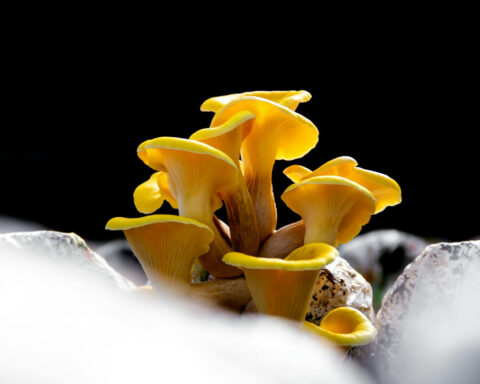 The golden oyster mushroom craze unleashed an invasive species – and a worrying new study shows it’s harming native fungi