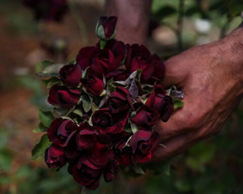 The underwater city where black roses bloom
