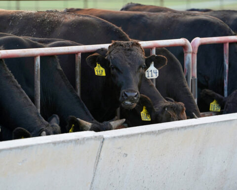 Australia relaxes curbs on US beef imports that angered Trump