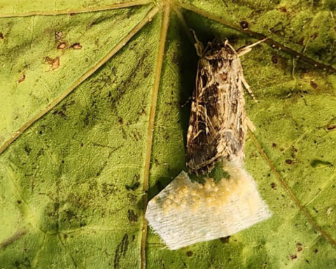 Breakthrough discovery shows that moths listen to plants — and avoid the noisy ones