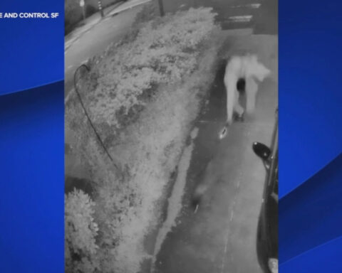 SF authorities seeking suspect caught on video chasing raccoon with lit blowtorch