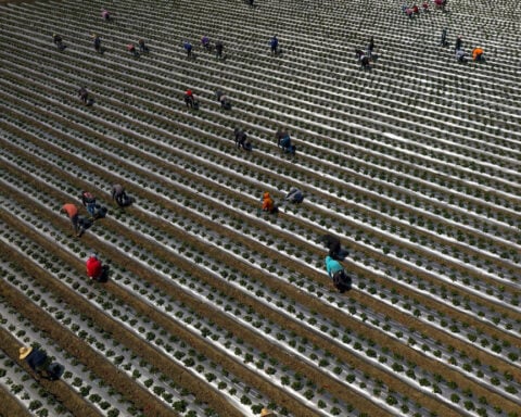 How Trump’s mass deportations could backfire on the American economy by shrinking paychecks
