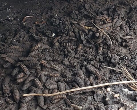 Prehistoric Neanderthal diets were maggot heavy, a new study suggests