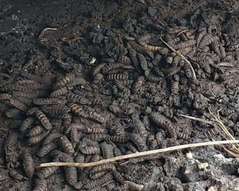 Neanderthals likely ate fermented meat with a side of maggots