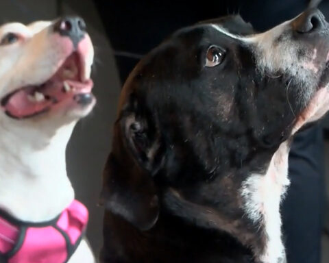 Pet Pack Rescue offers program for adopters to go on doggie dates