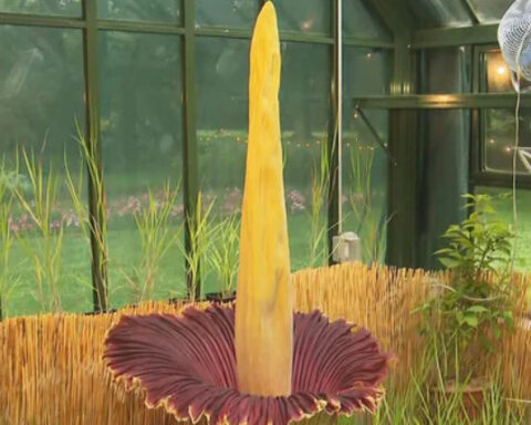 Corpse flower reaches peak bloom as crowds line up for a rare whiff